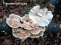Trametes ochracea-amf1828